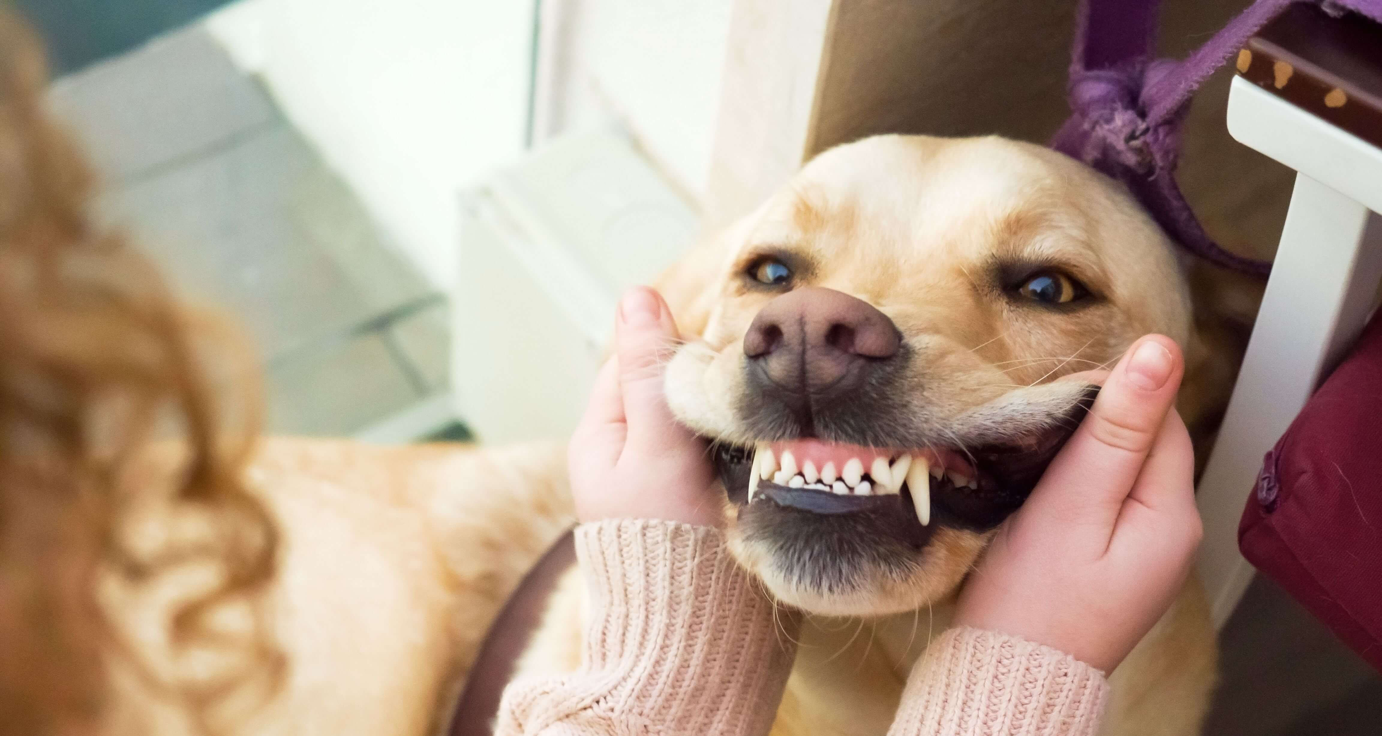 fee for dog teeth cleaning