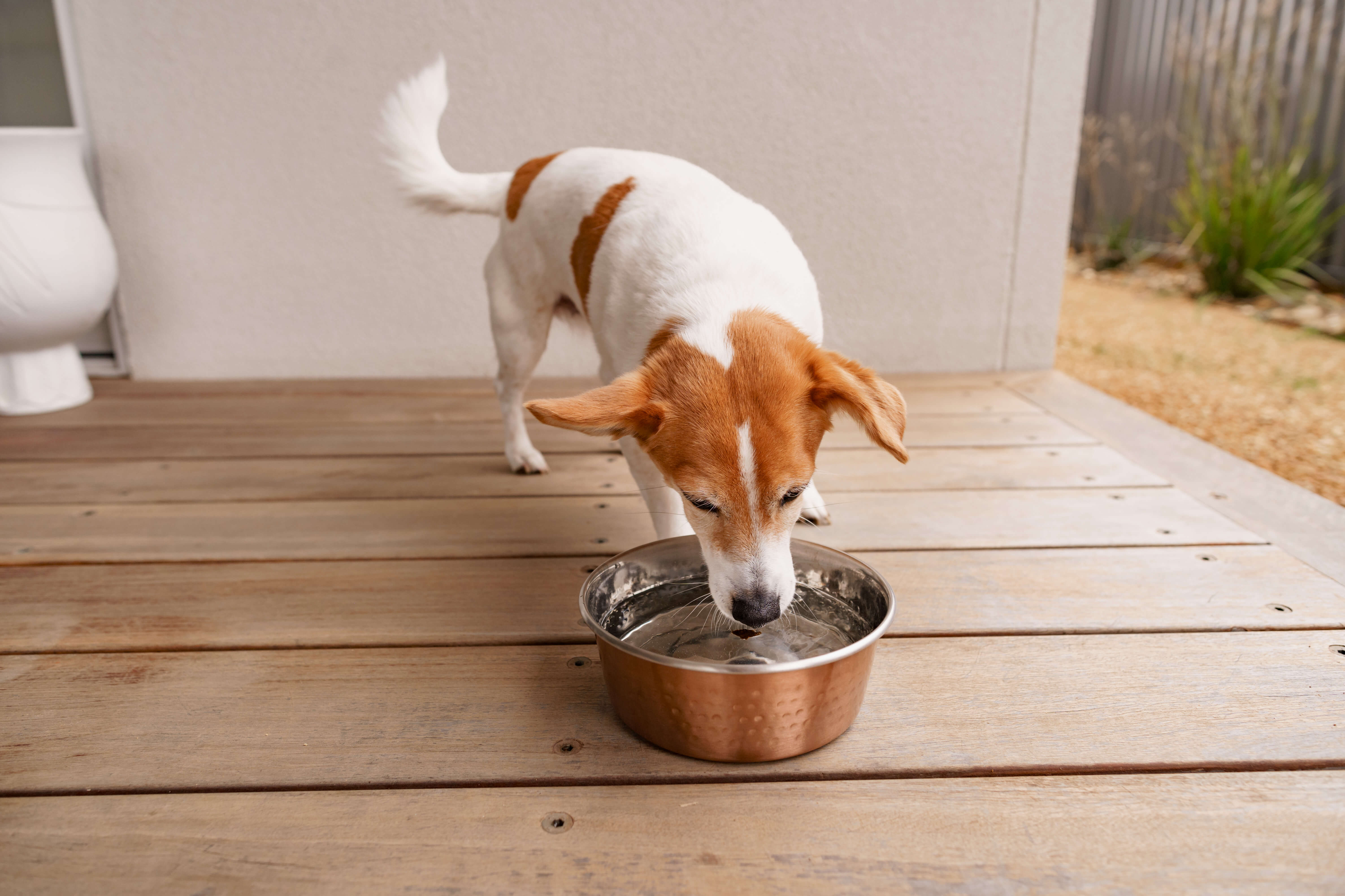 Dehydration in dogs: and treatment - NZ Blog