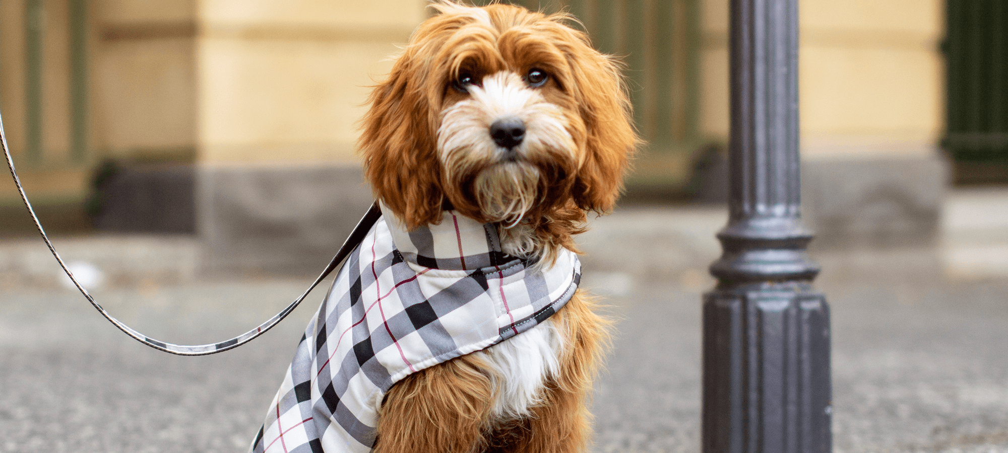             Understanding dog sizing charts and how to fit clothing -
        PETstock NZ Blog
