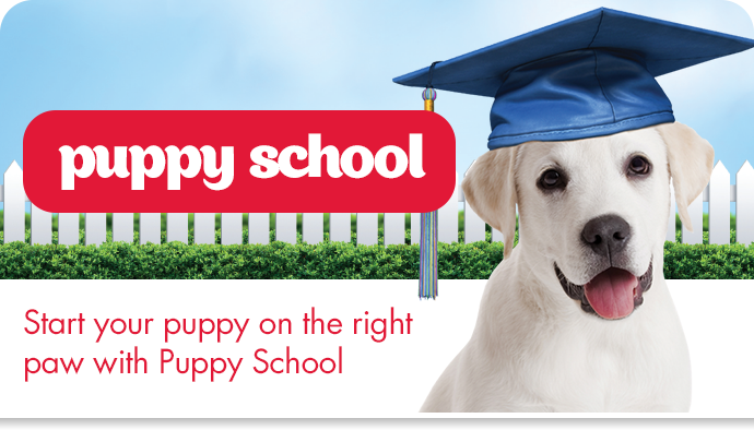 Puppy School