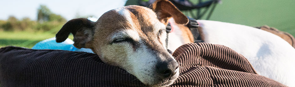 dog sunscreen petstock