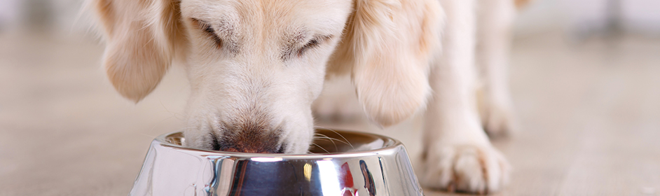What Do Dogs Eat?