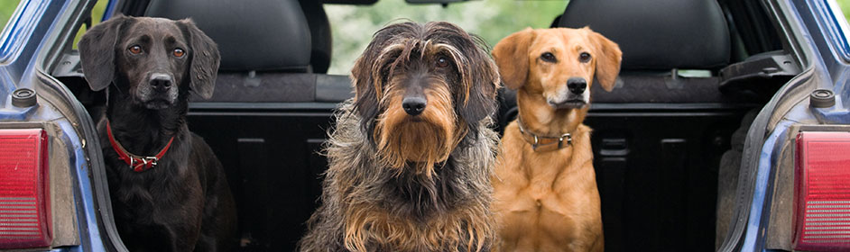 dog seat belt petstock