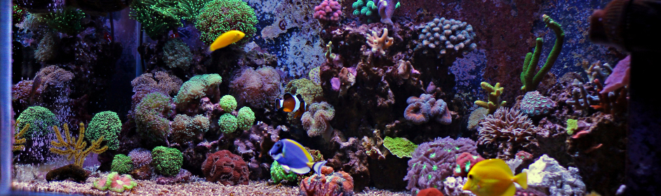 How to Choose a Fish Tank