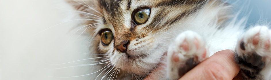 Kitten Desexing Age, Procedure & Aftercare Tips PETstock Blog