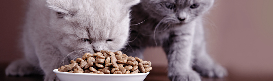 What do Kittens eat?