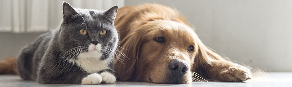 do puppies really need puppy food premium cat food does your pet really need it petstock do puppies really need puppy food premium cat food does your pet really need it petstock