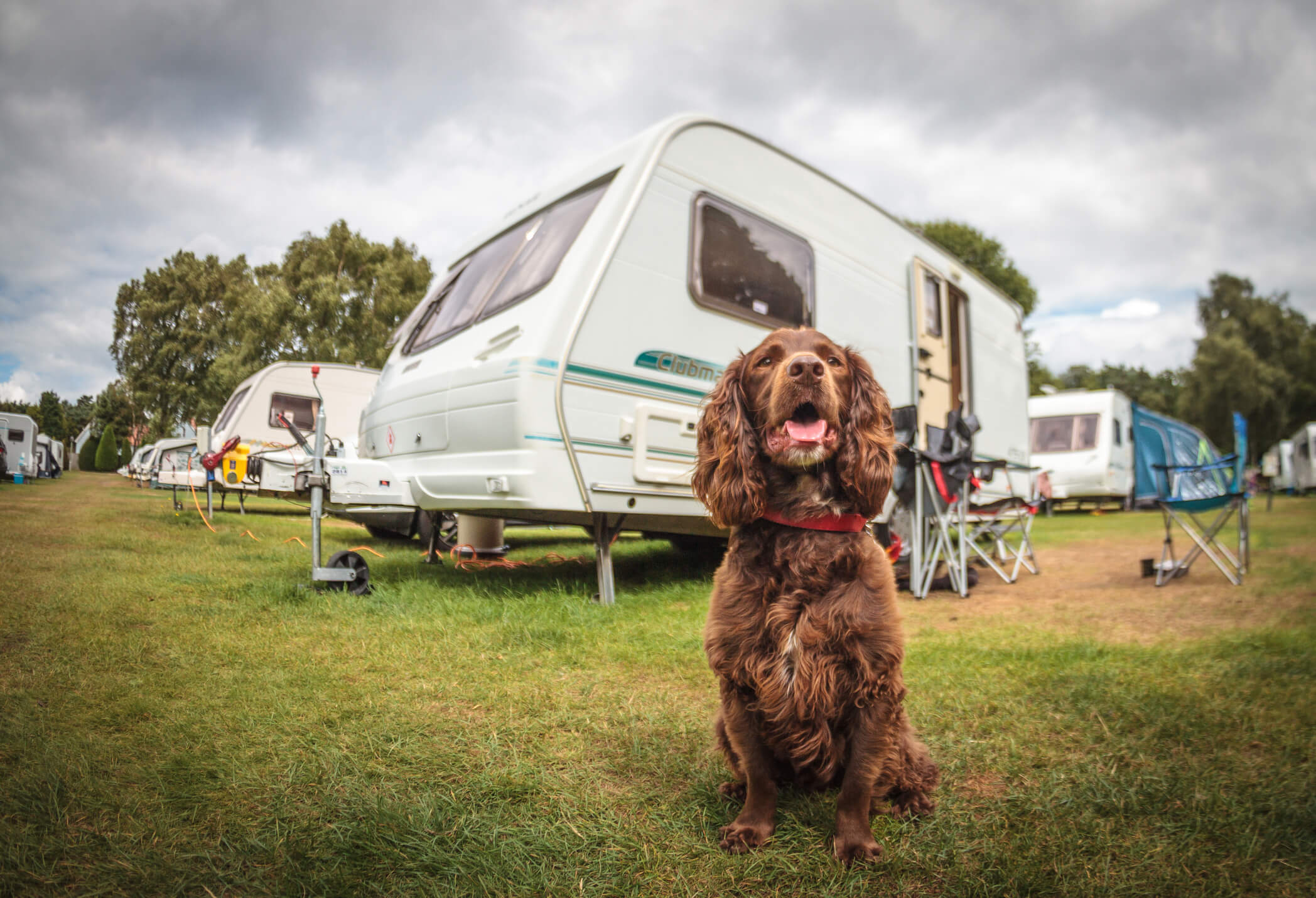 Australia S Best Pet Friendly Caravan Parks Petstock Blog