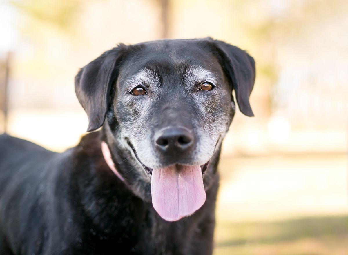 Black senior dog looks at camera with tongue hanging out