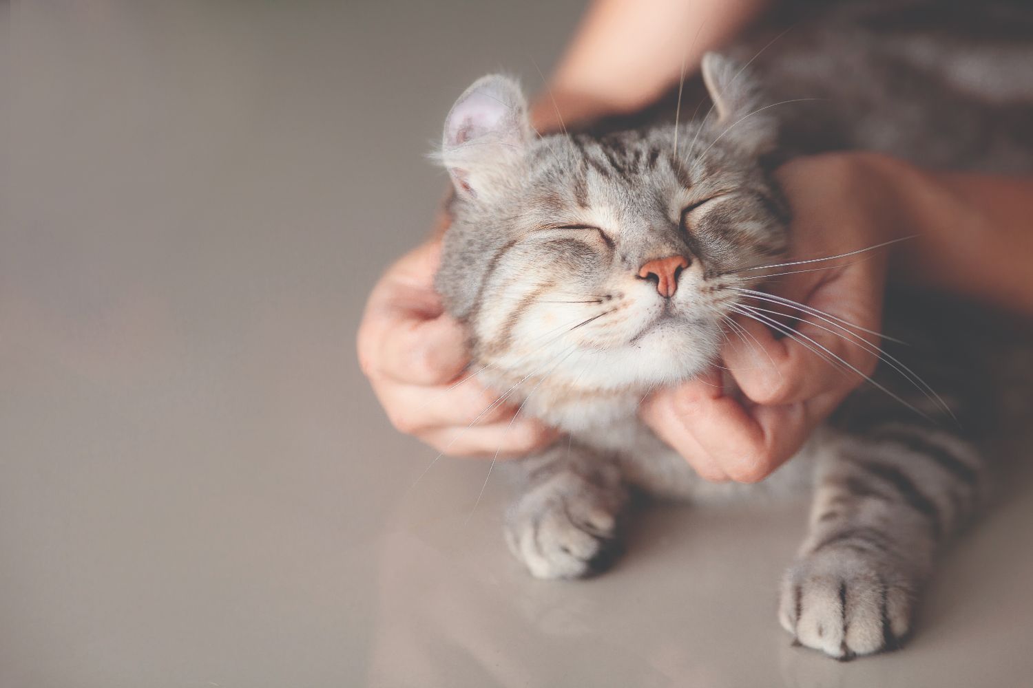 Cat receives a big ear scratch from a human, looking very content.