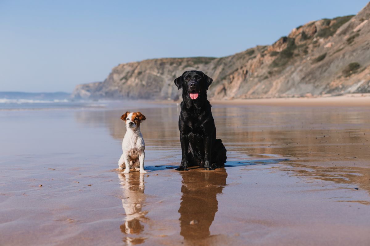 Small Jack Russell terrier and Labrador sit together on beach shore