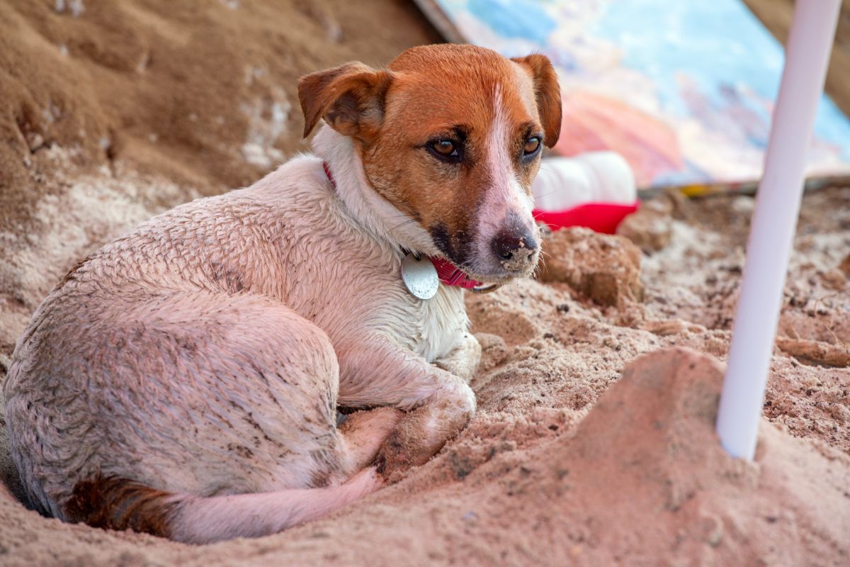Small Jack Russell terrier sits curled up in sand under an umbrella