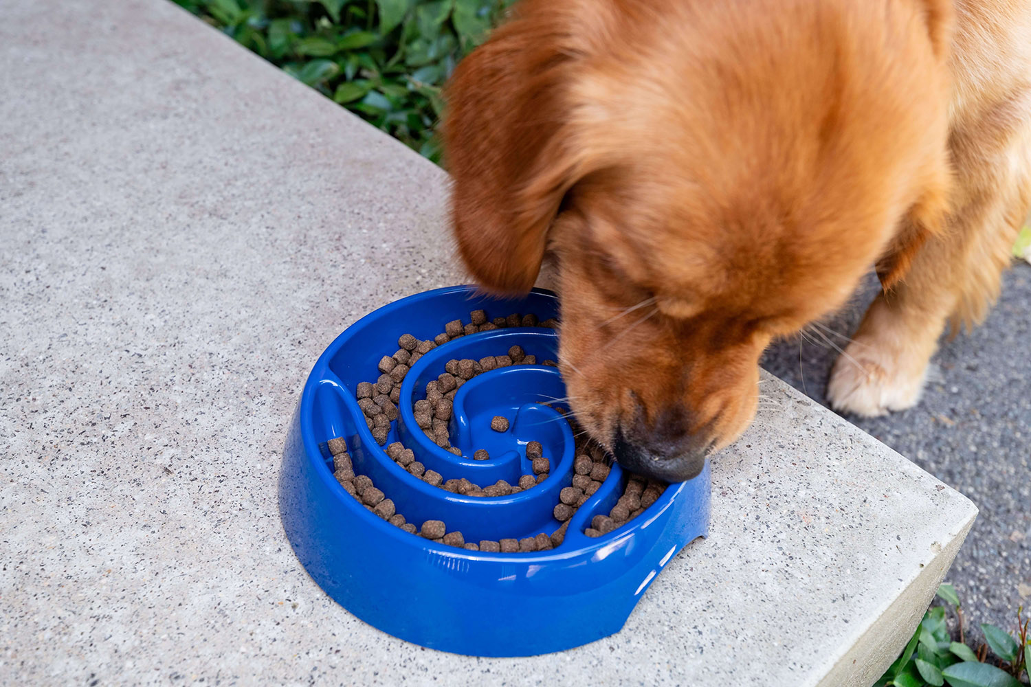 Golden Retriever eats kibble from blue slow feeder bowl
