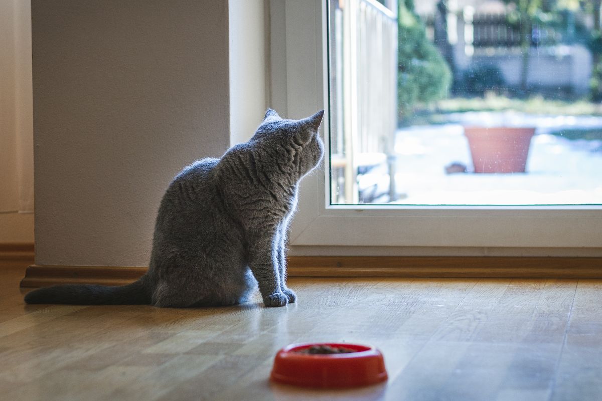 Cat stares out glass door, with seemingly no interest in the food in its bowl.