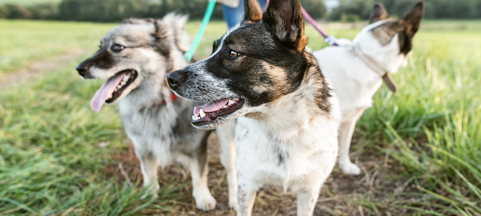 does dogs help your physical health