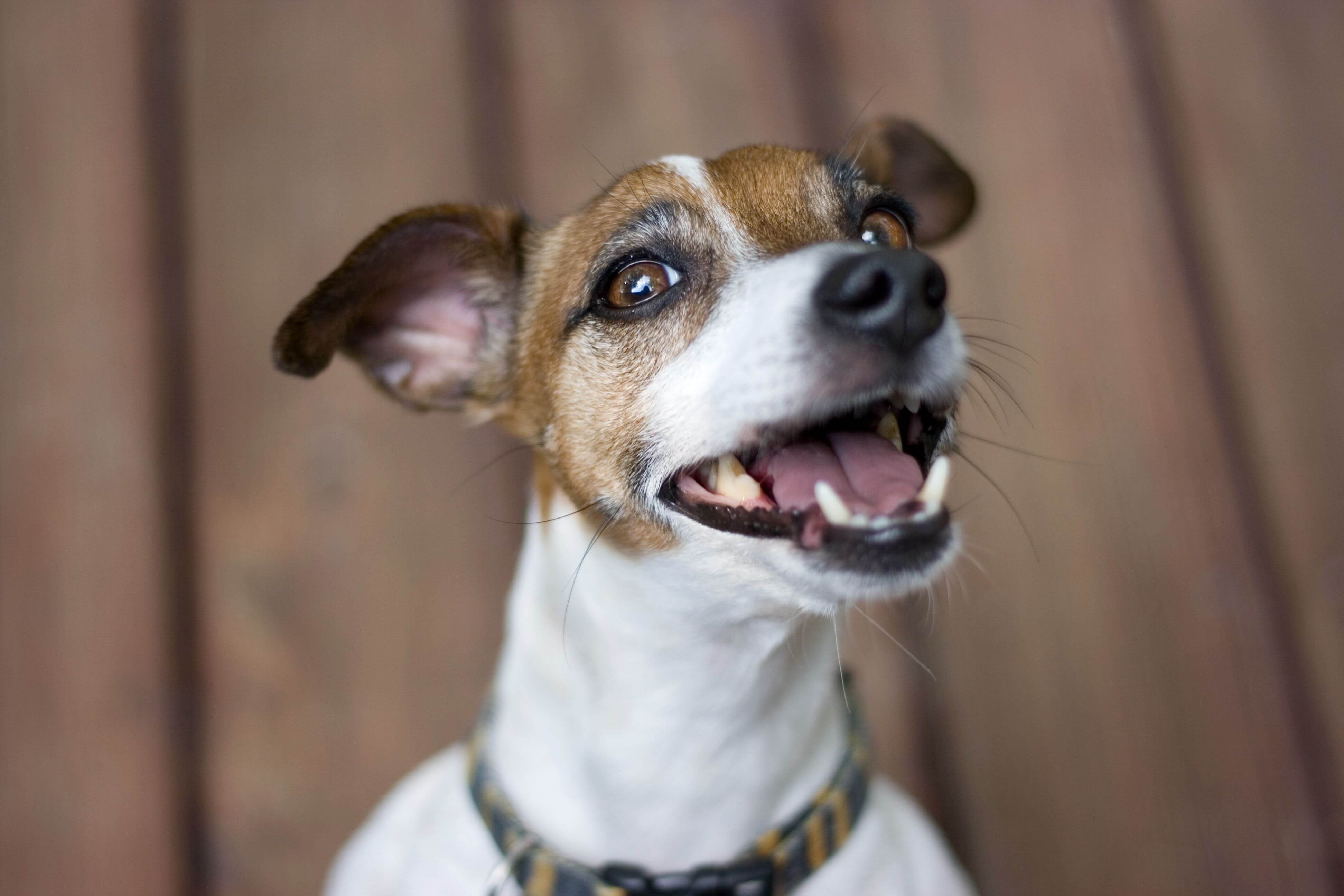 Jack Russell with mouth open, almost smiling