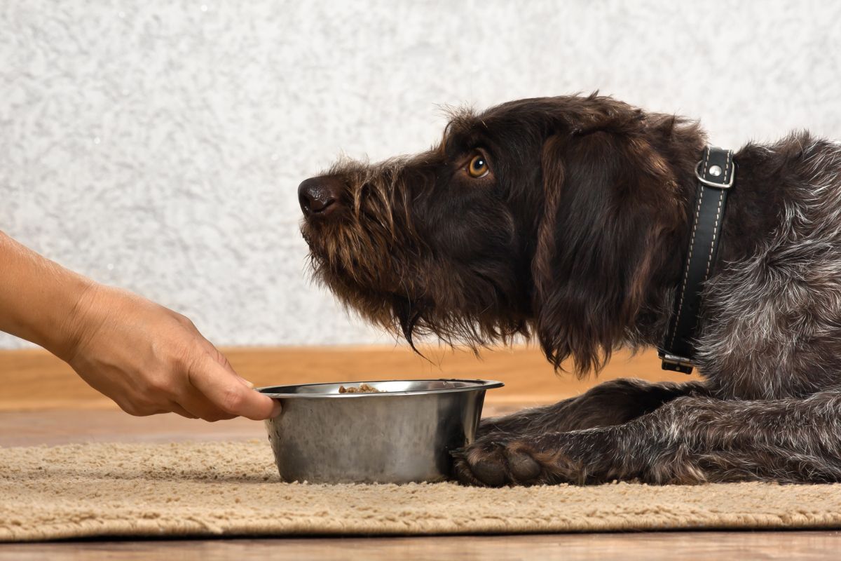 Hand holding a bowl of food for dog, with brown dog looking intensely