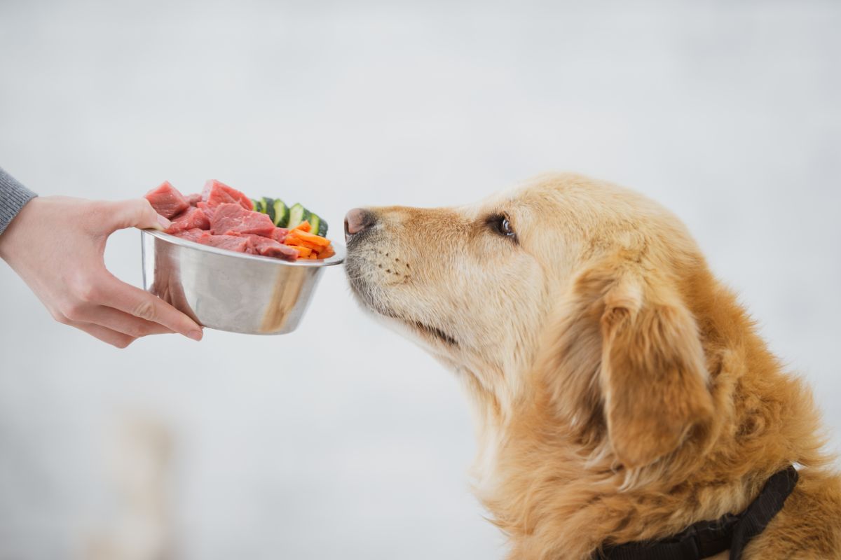 Golden Retriever sniffs bowl of fresh meat and vegetables being presented