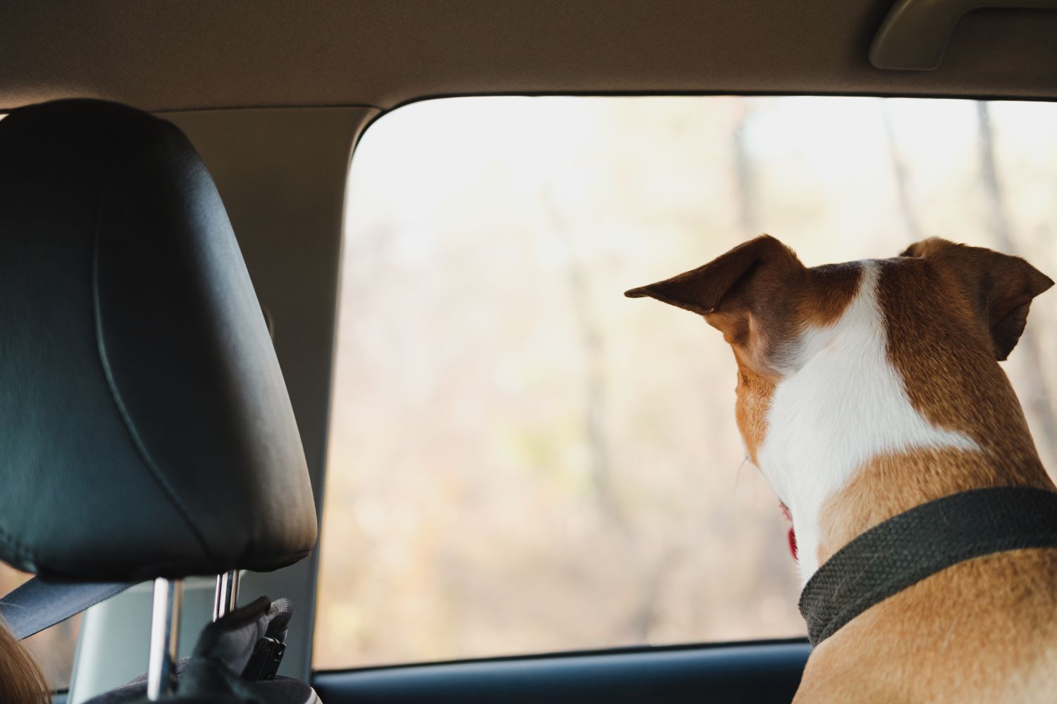 Dog looks out window from inside car