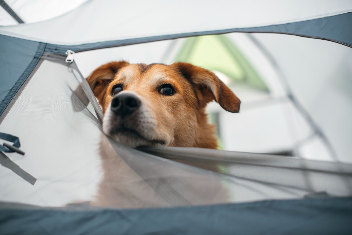 Dog rests head out of tent while camping