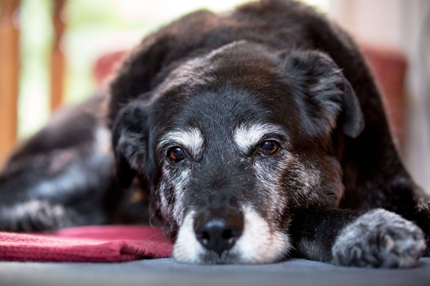 Old dog lying down with his head over his paw