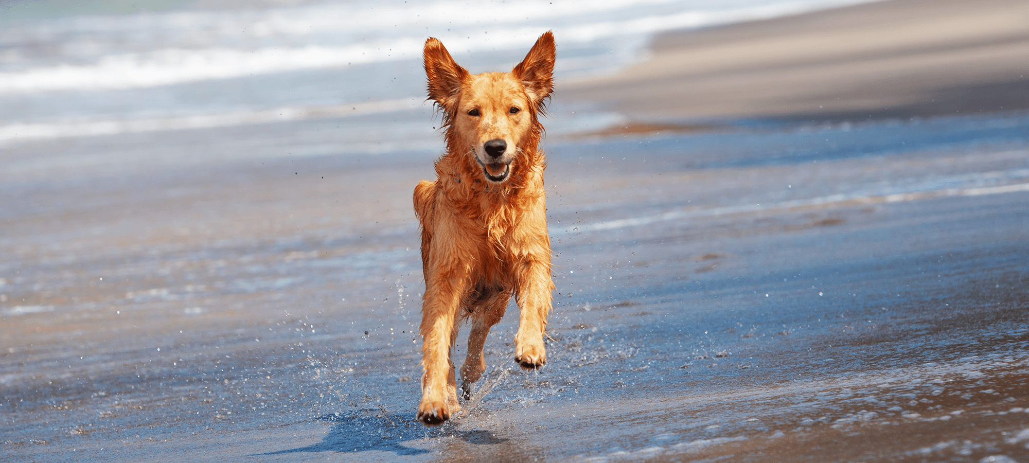 dog sunscreen petstock