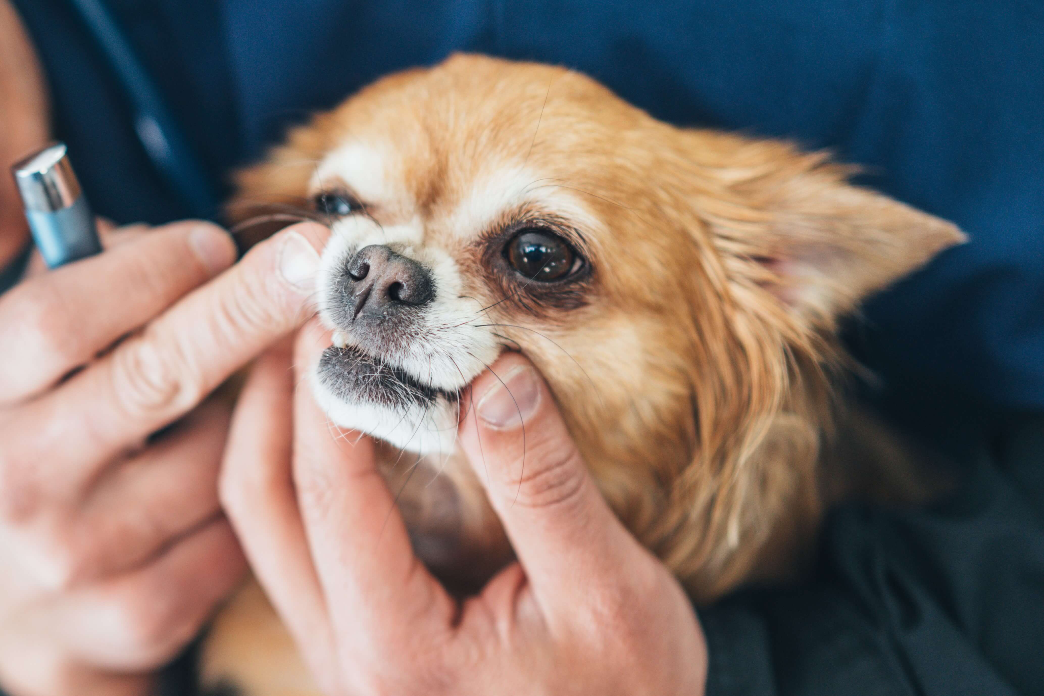 severe periodontal disease dogs