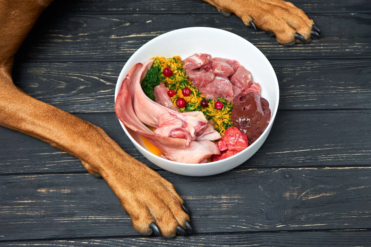 should you feed raw meat to dogs