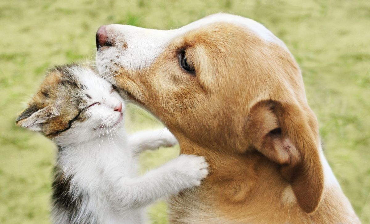 Young dog nuzzles small kitten 