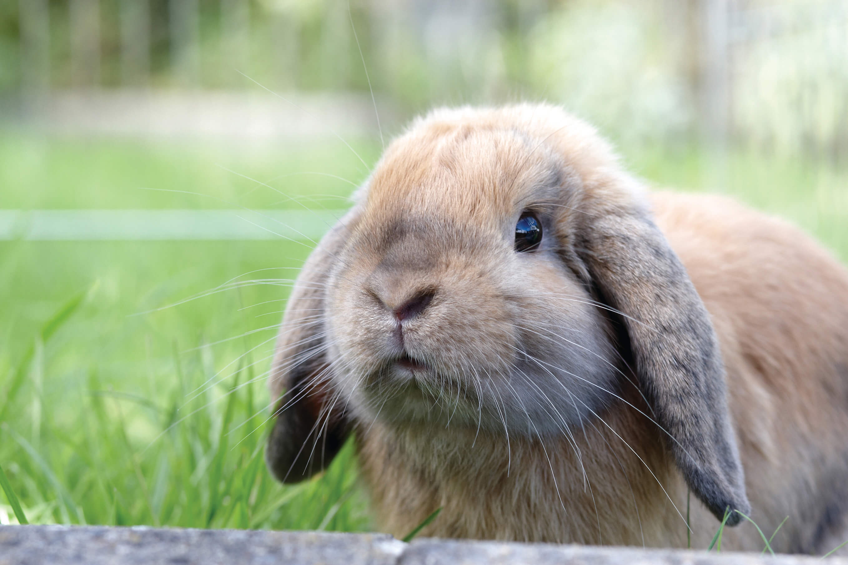  lop-eared rabbit sentado na grama.