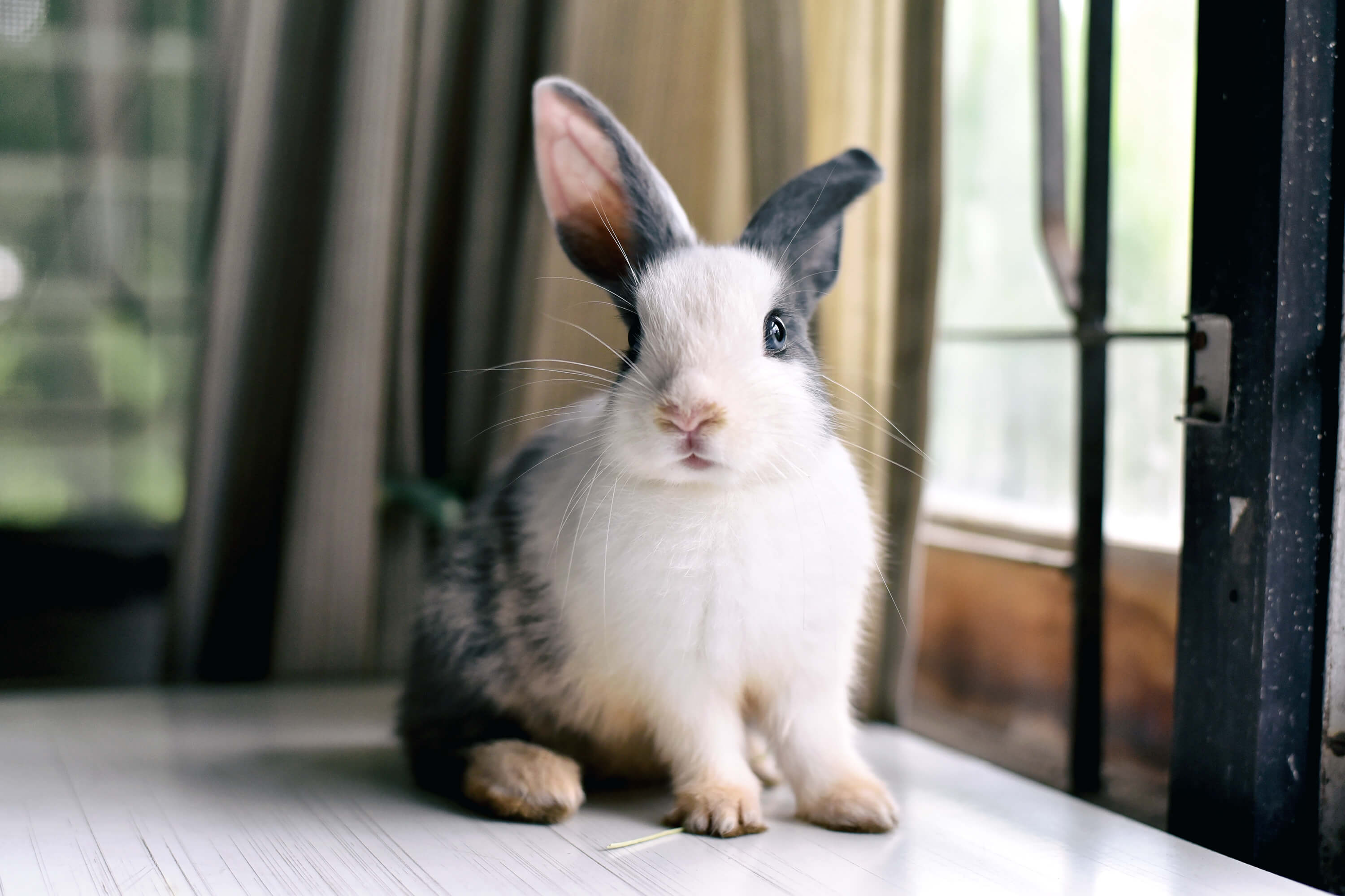  Lapin noir et blanc assis sur une table 