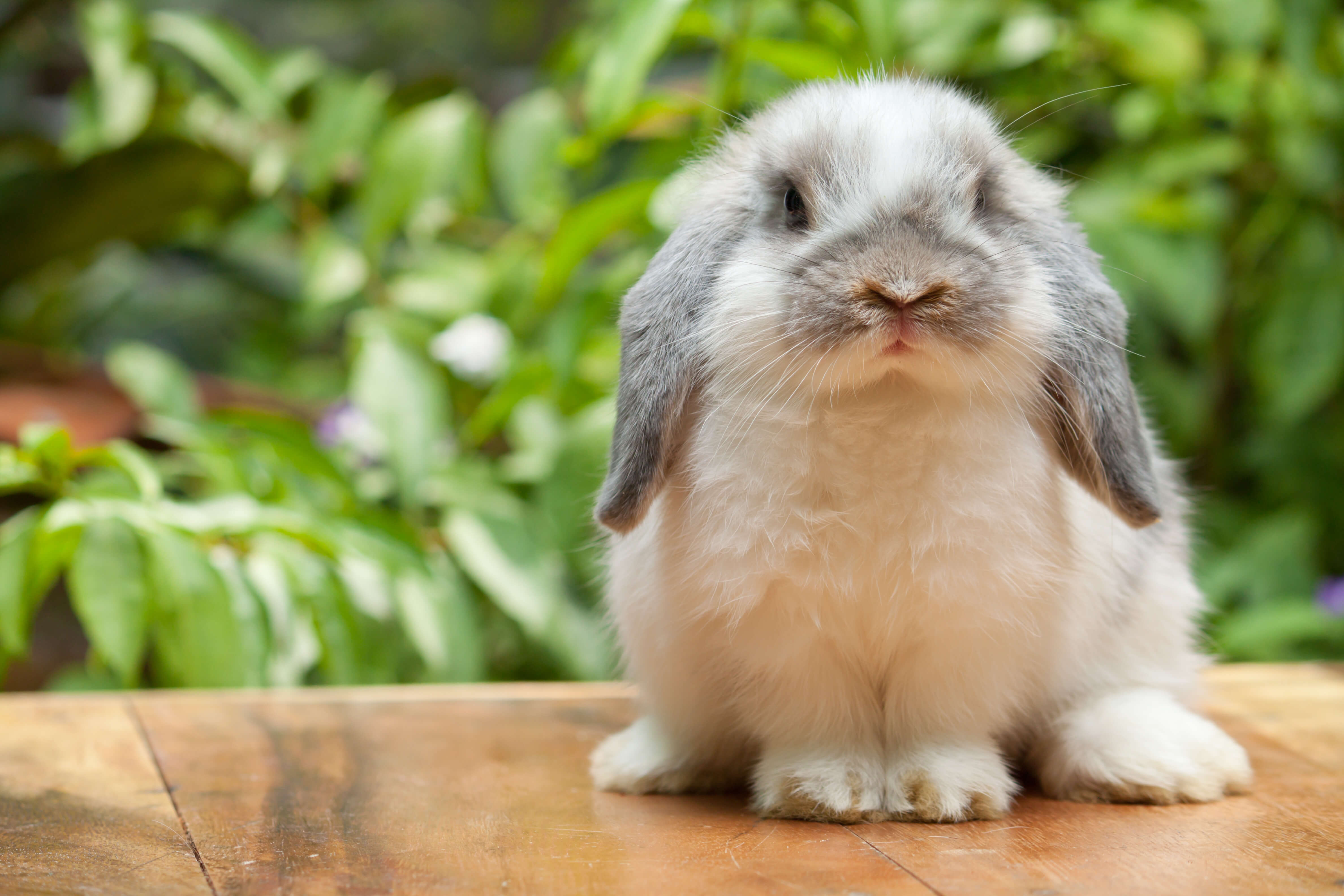 Rabbit Vaccinations, Desexing Worming