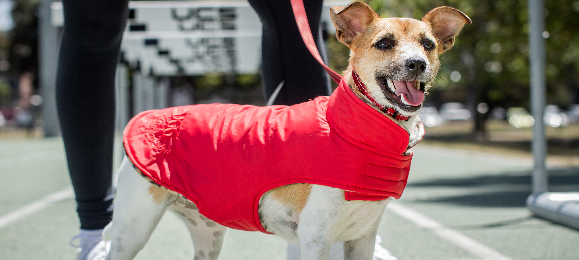 petstock dog jackets