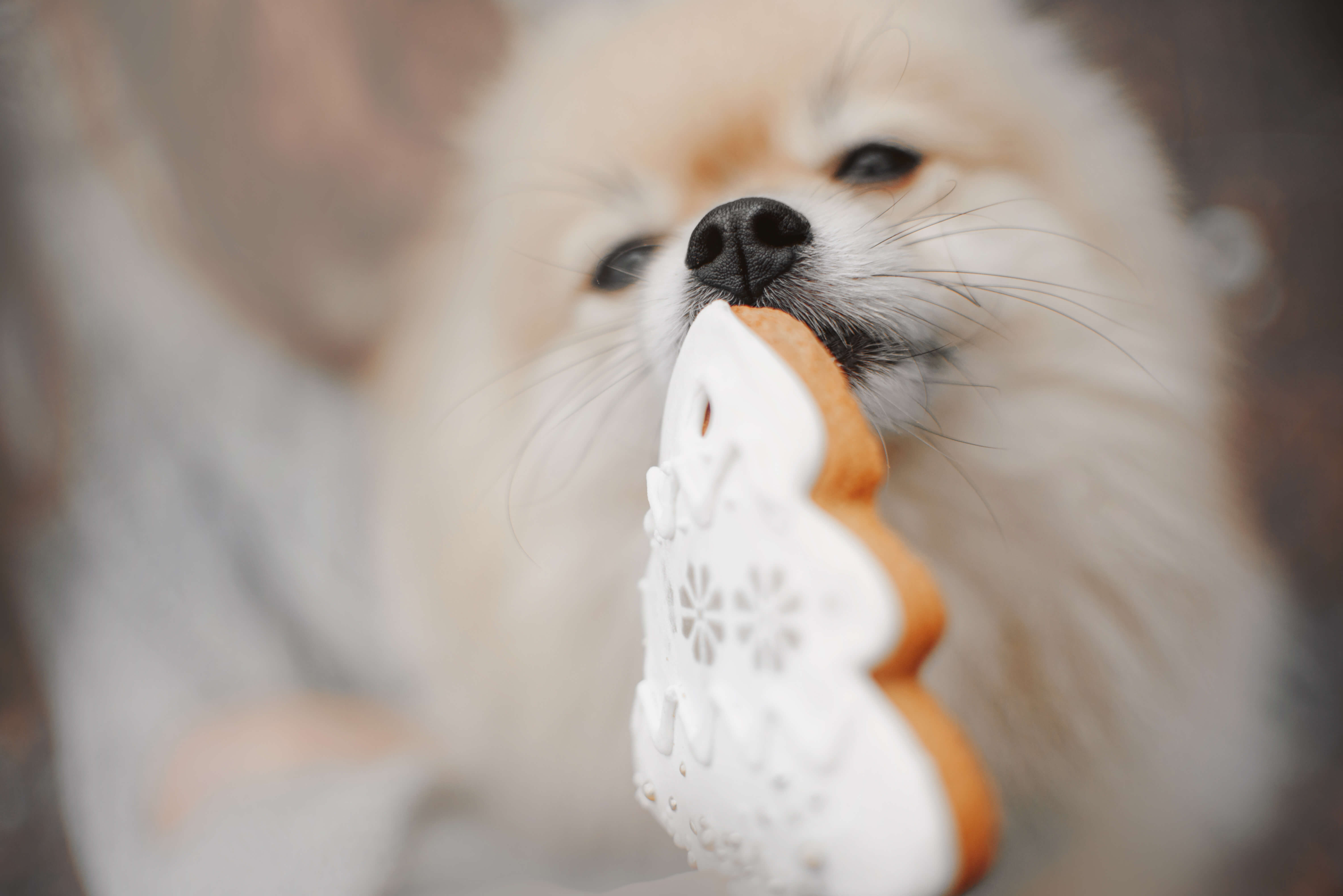 Dog sniffing a Christmas tree shaped cookie