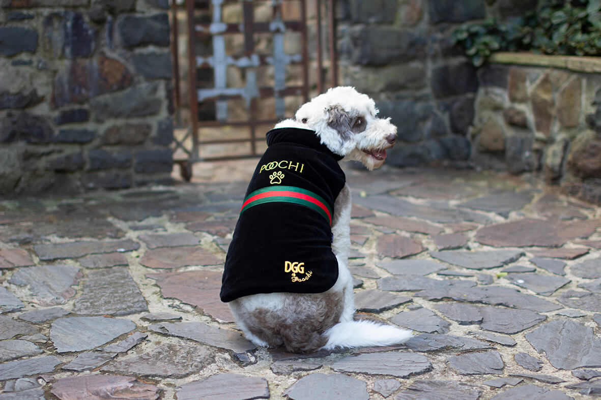 dog attire