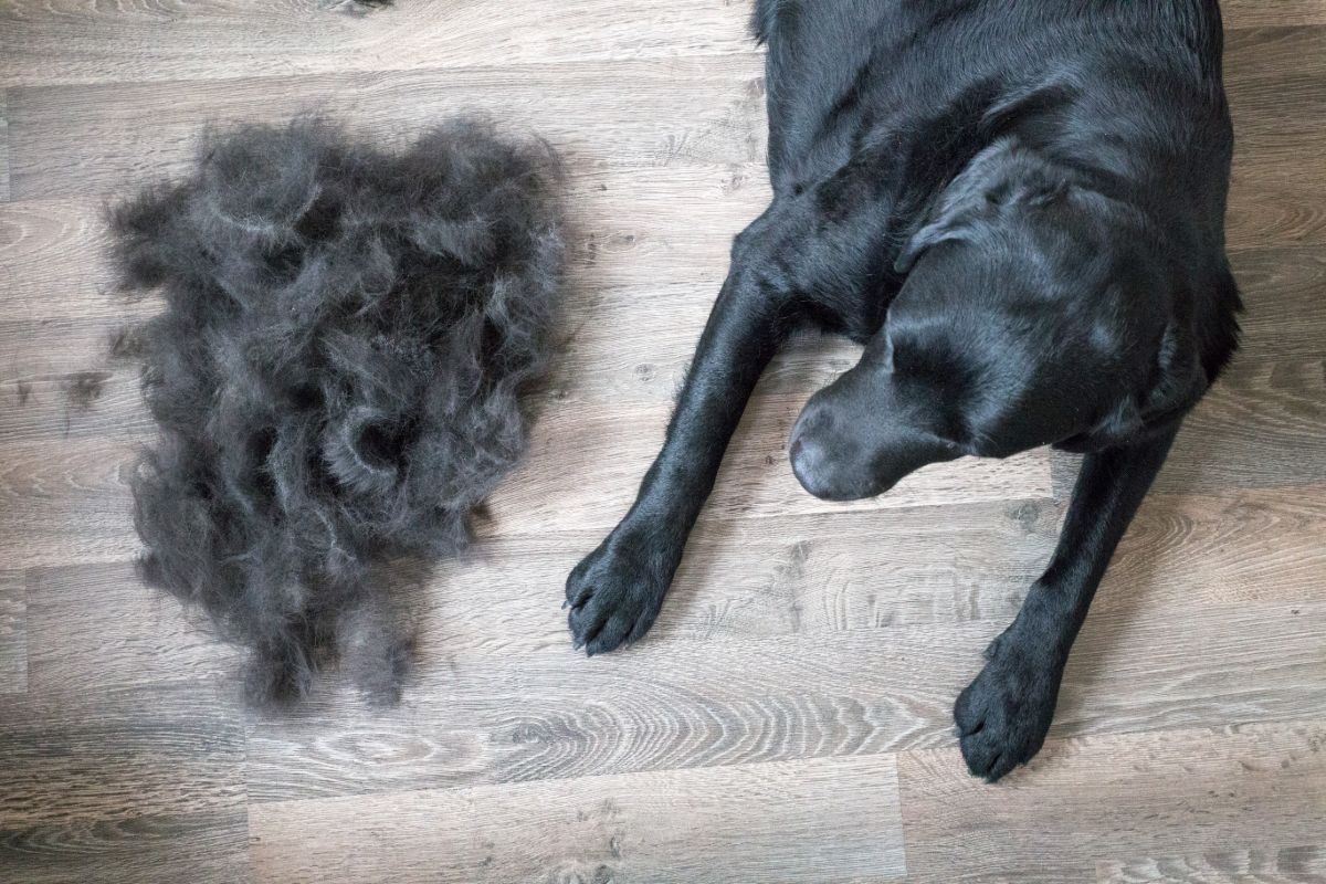 does shaving your dog help shedding