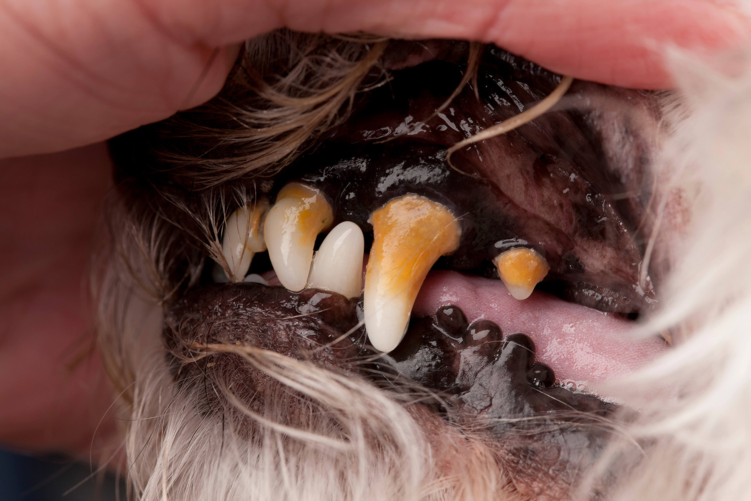 A close up of a dog's mouth, showing tartar build up on teeth