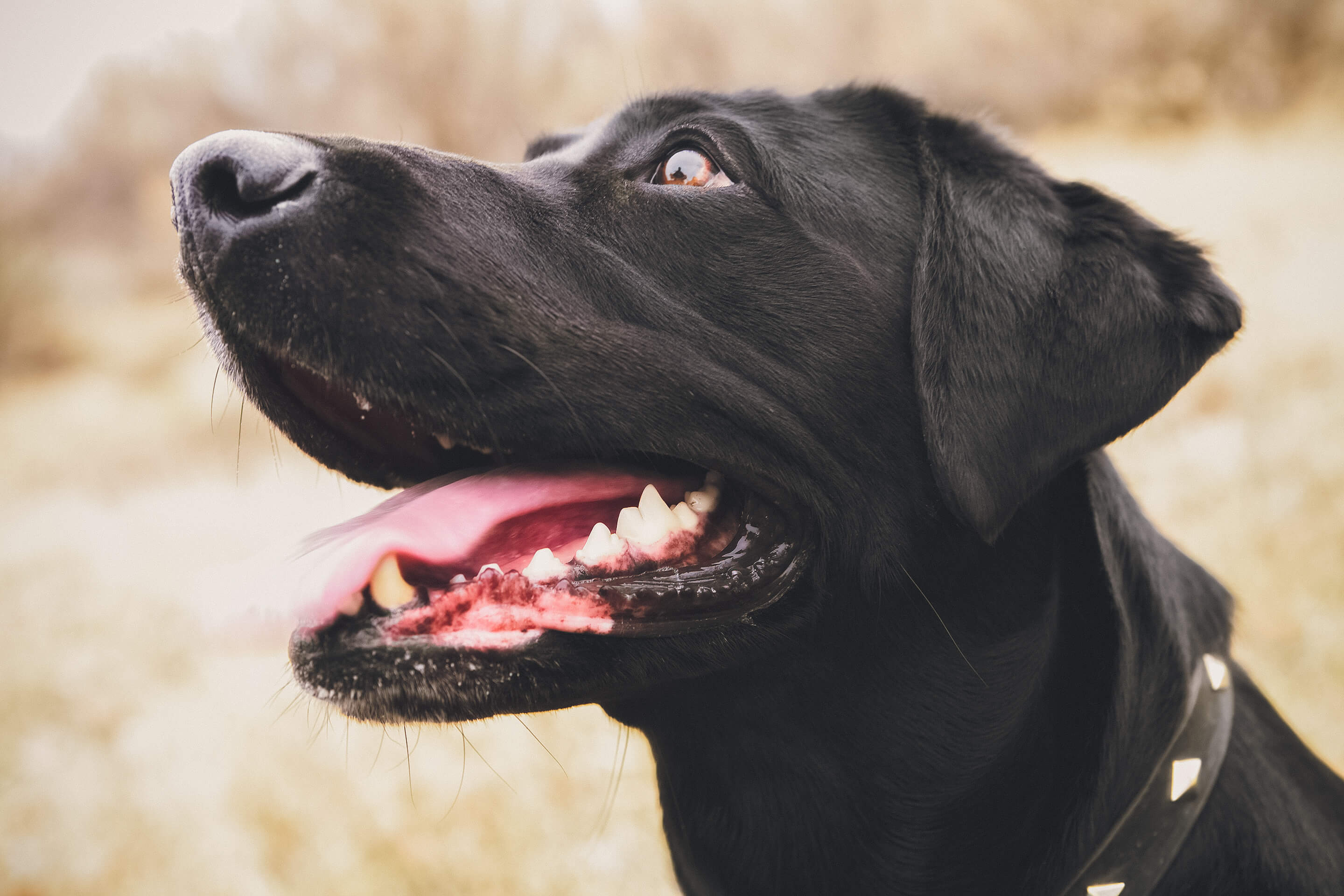 Close up of a black Labrador looking up with mouth open