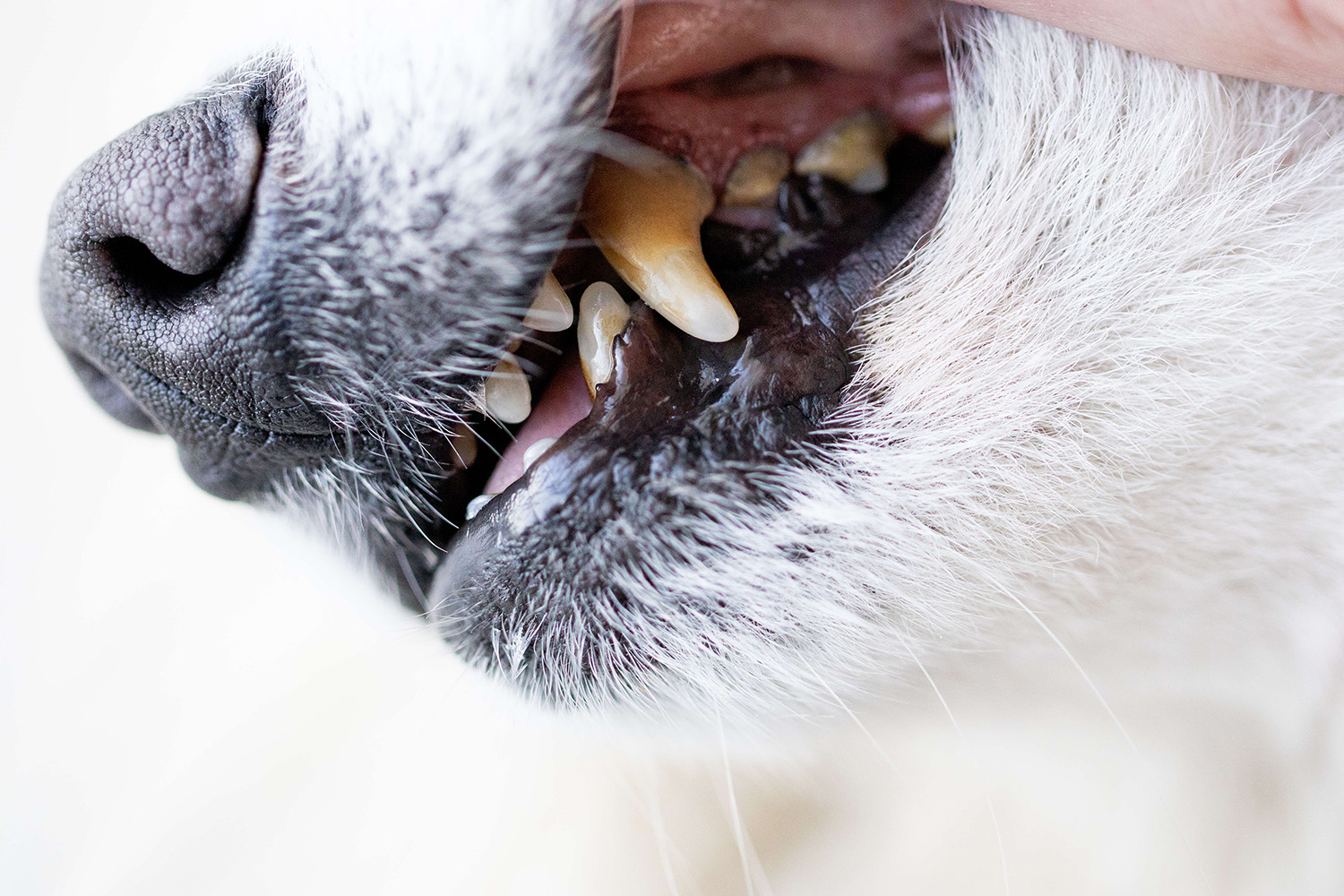 Close up of dog’s mouth with slight tartar showing on front tooth.
