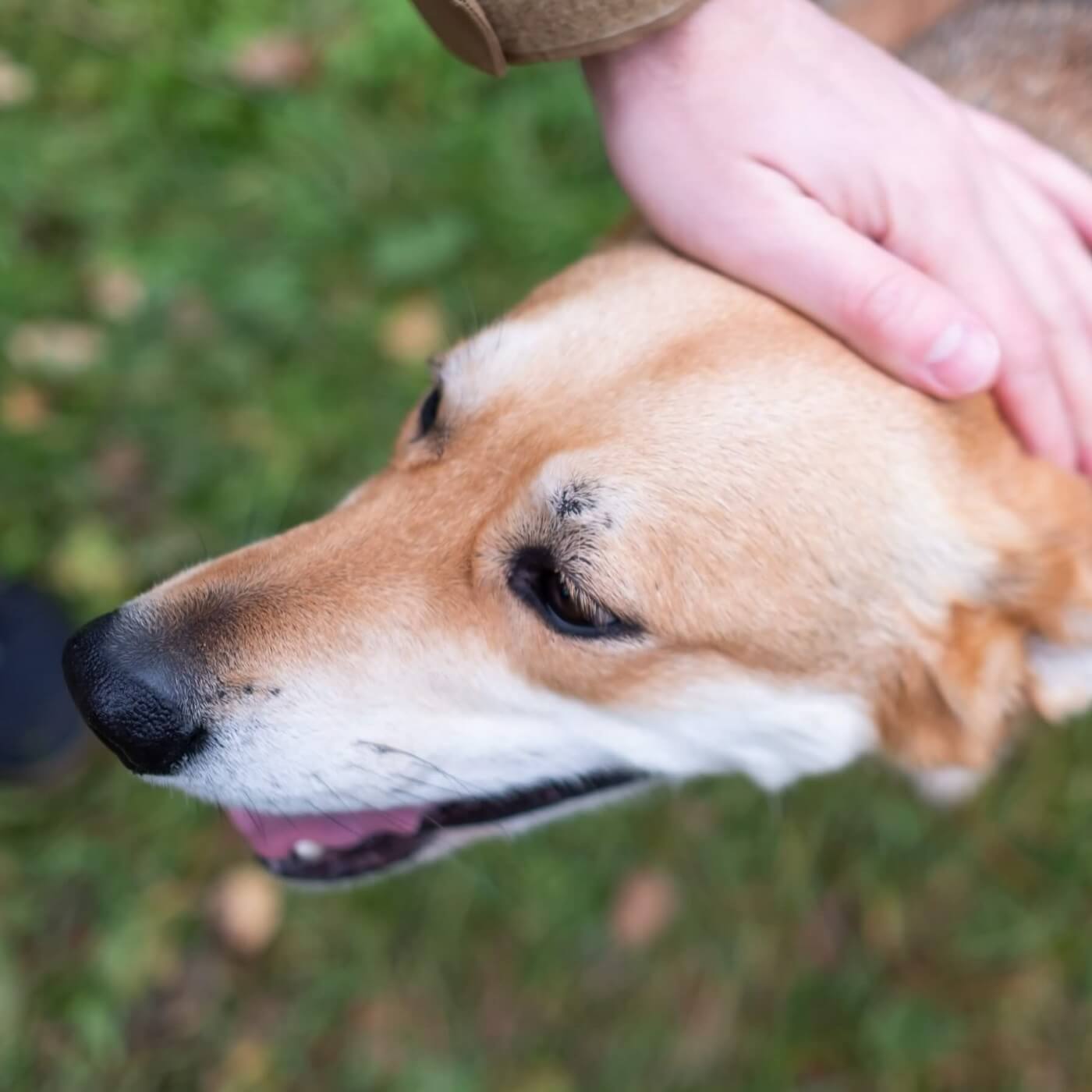puppy not getting toilet training