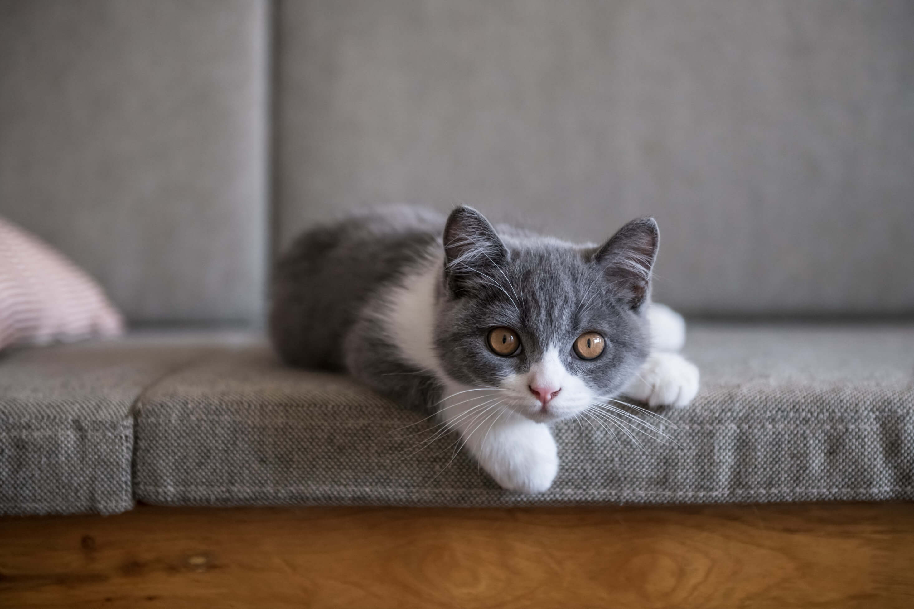Grey and white kitten looks directly at camera while laying on couch.