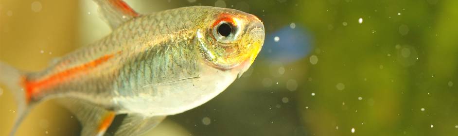 What to do if you have Sick Fish