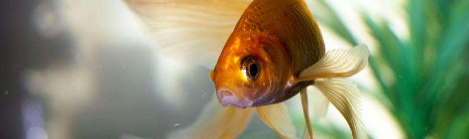 What to do if you have Sick Fish