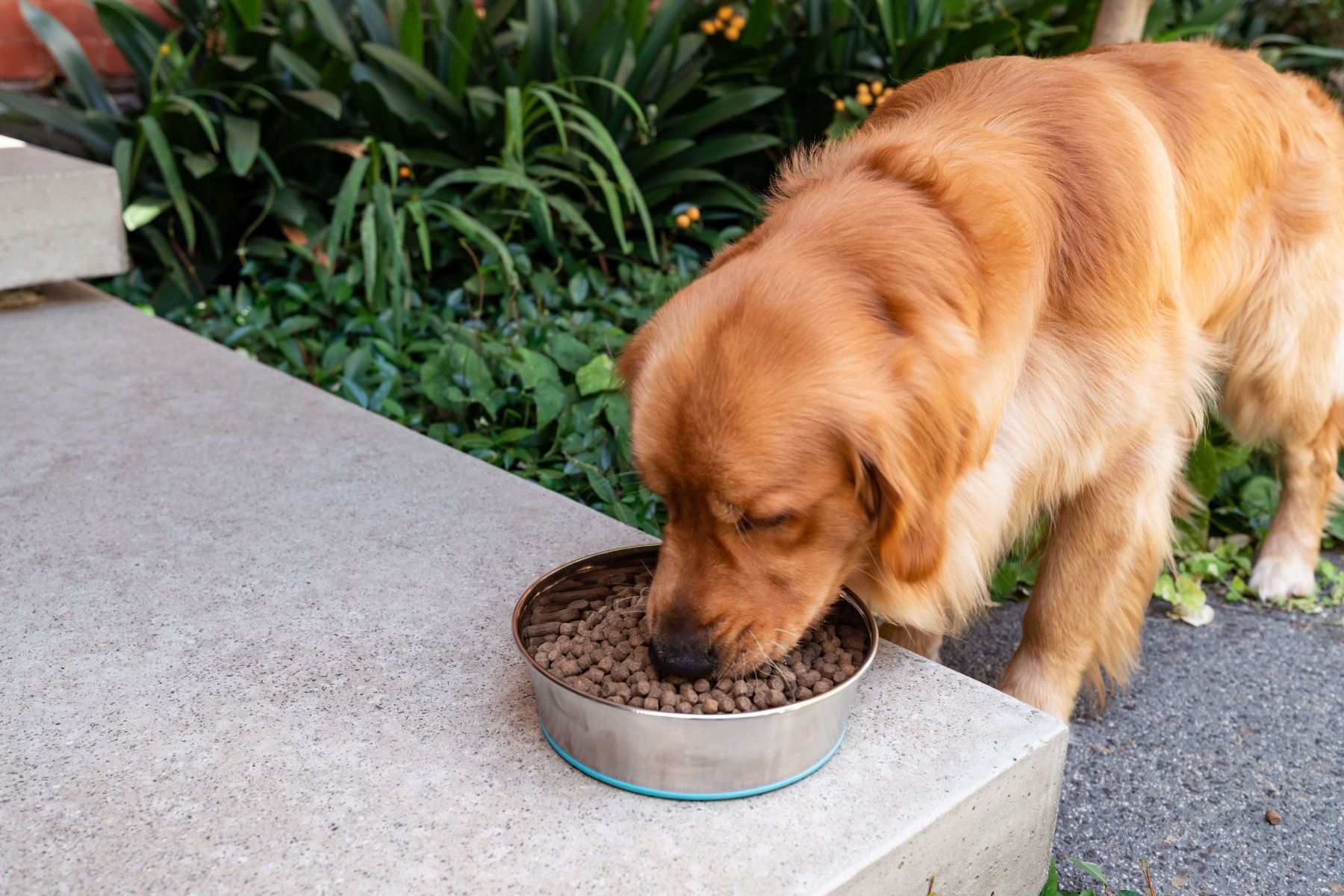 How To Get My Puppy To Eat Dog Food at Lynn Wolf blog