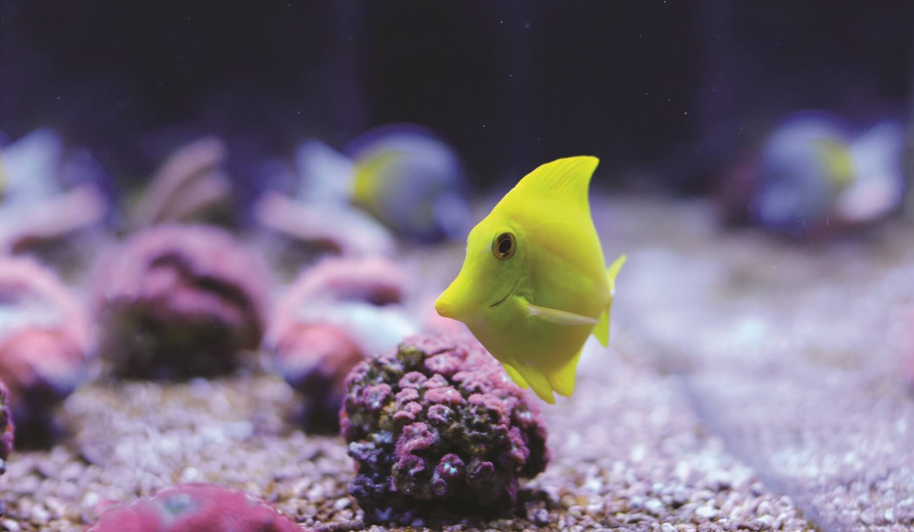 Yellow fish swimming at bottom of tank floor amongst coral