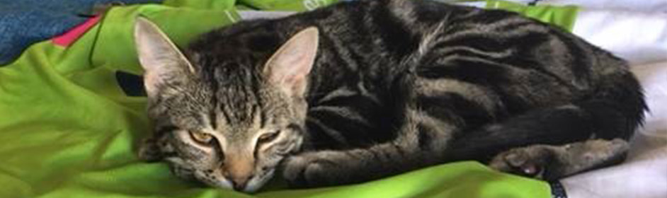 petstock cat enclosure