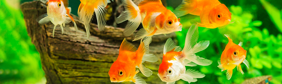  How to set up a Fish Tank: A Step by Step Guide - PETstock NZ Blog 