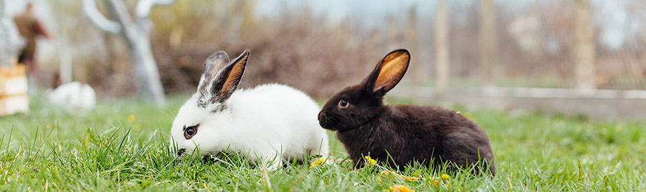 Toilet Training Rabbits: Litter Training Your Bunny - PETstock Blog