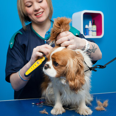 dog grooming services near me