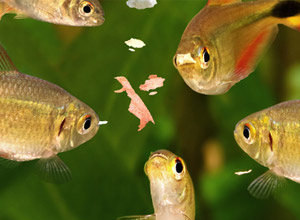 How Much Food Should I Feed my Fish? Fish Feeding Requirements